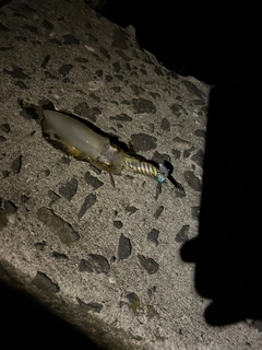 イカの釣果