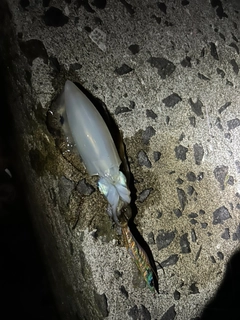 イカの釣果