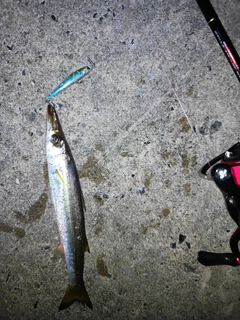カマスの釣果
