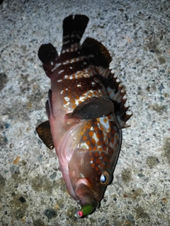 キジハタの釣果