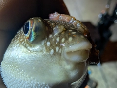 フグの釣果