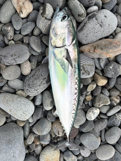 マルソウダの釣果