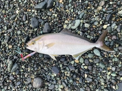 ショゴの釣果