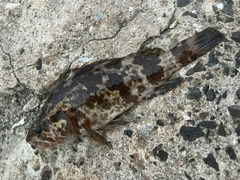 タケノコメバルの釣果