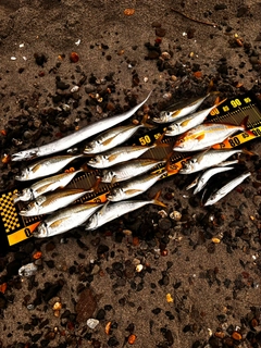 ショゴの釣果