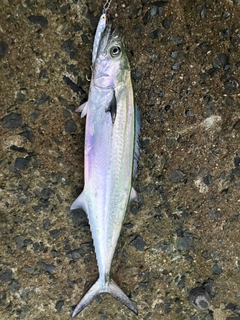 サゴシの釣果