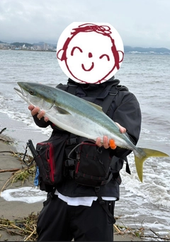 ワラサの釣果