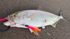 ショゴの釣果