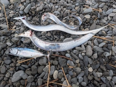 タチウオの釣果
