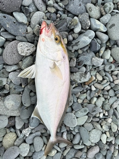 ショゴの釣果