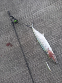 サワラの釣果