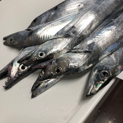 タチウオの釣果