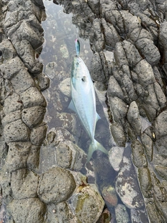 ワラサの釣果