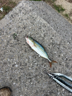 ヤズの釣果