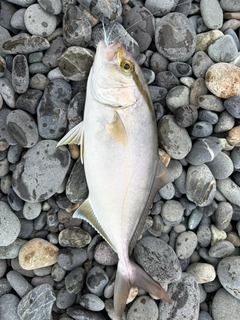 ショゴの釣果