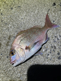 マダイの釣果