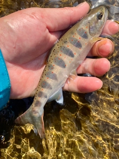 アマゴの釣果