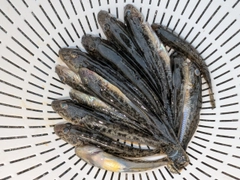 マハゼの釣果