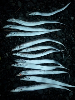 タチウオの釣果