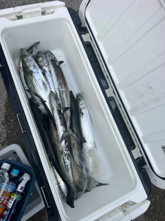 サゴシの釣果