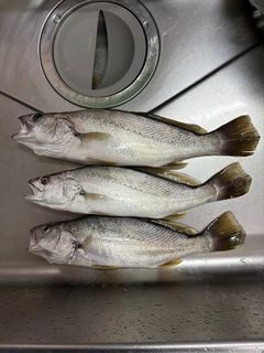 ニベの釣果
