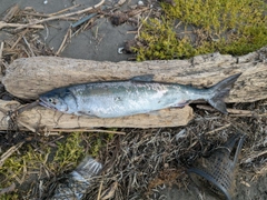 サケの釣果
