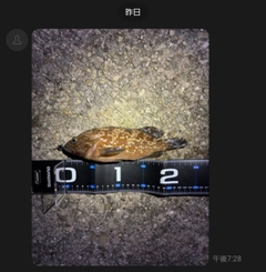 アコウの釣果