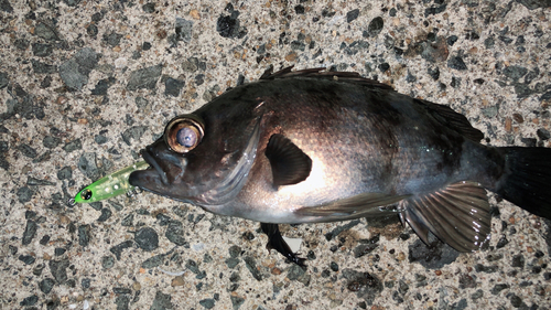 メバルの釣果