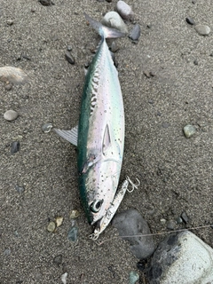 ソウダガツオの釣果