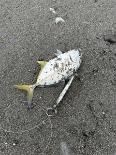 メッキの釣果