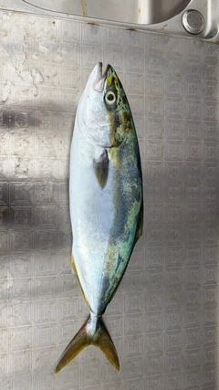 ツバスの釣果