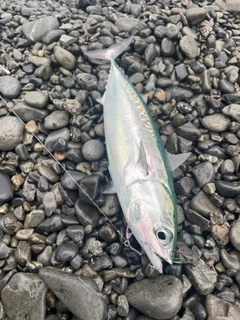 マルソウダの釣果