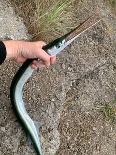 ダツの釣果