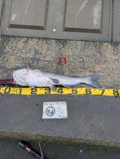 アメリカナマズの釣果