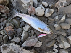 ニジマスの釣果