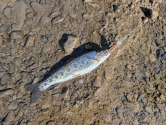 ニジマスの釣果