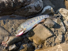 ニジマスの釣果