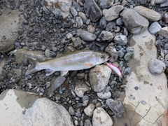 ホウライマスの釣果