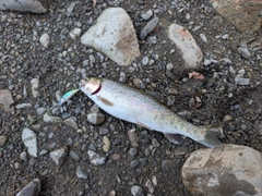 ニジマスの釣果