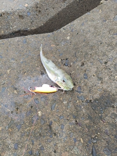 シロサバフグの釣果