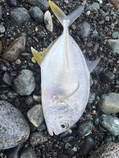ロウニンアジの釣果