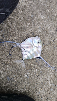 イトヒキアジの釣果
