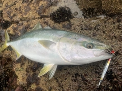 ワラサの釣果
