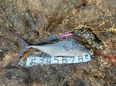 ロウニンアジの釣果