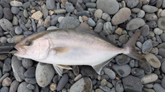ショゴの釣果