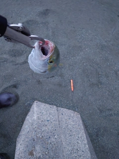 イナダの釣果