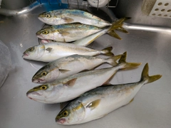 ワカシの釣果