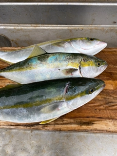 イナダの釣果