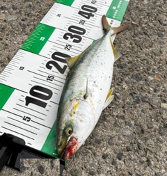 ハマチの釣果