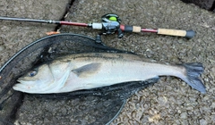 スズキの釣果